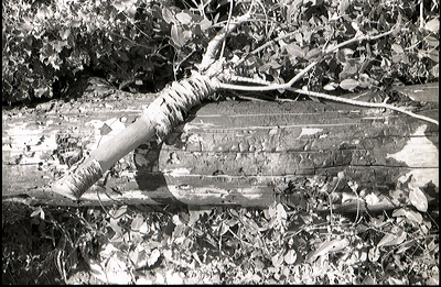 ubaumann230.jpg